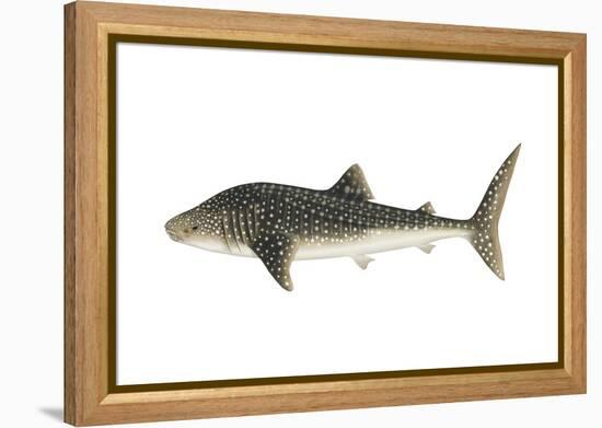 Whale Shark (Rhincodon Typus), Fishes-Encyclopaedia Britannica-Framed Stretched Canvas