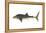 Whale Shark (Rhincodon Typus), Fishes-Encyclopaedia Britannica-Framed Stretched Canvas