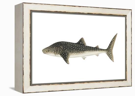 Whale Shark (Rhincodon Typus), Fishes-Encyclopaedia Britannica-Framed Stretched Canvas