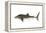 Whale Shark (Rhincodon Typus), Fishes-Encyclopaedia Britannica-Framed Stretched Canvas