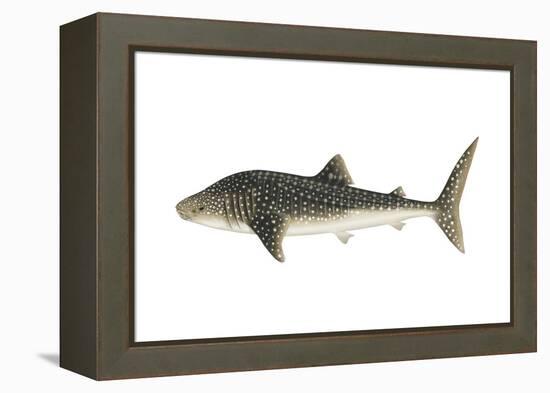 Whale Shark (Rhincodon Typus), Fishes-Encyclopaedia Britannica-Framed Stretched Canvas