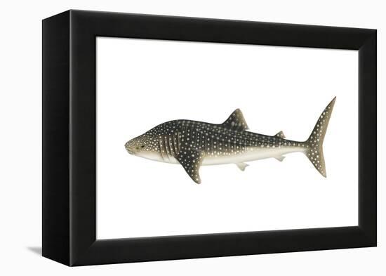 Whale Shark (Rhincodon Typus), Fishes-Encyclopaedia Britannica-Framed Stretched Canvas