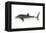 Whale Shark (Rhincodon Typus), Fishes-Encyclopaedia Britannica-Framed Stretched Canvas