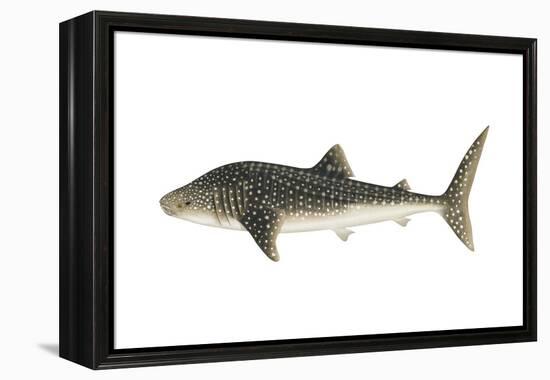 Whale Shark (Rhincodon Typus), Fishes-Encyclopaedia Britannica-Framed Stretched Canvas