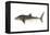 Whale Shark (Rhincodon Typus), Fishes-Encyclopaedia Britannica-Framed Stretched Canvas