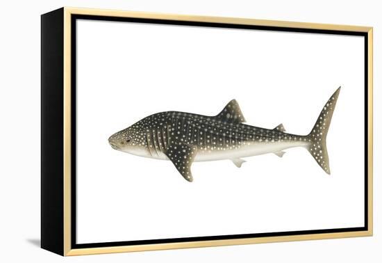 Whale Shark (Rhincodon Typus), Fishes-Encyclopaedia Britannica-Framed Stretched Canvas