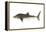 Whale Shark (Rhincodon Typus), Fishes-Encyclopaedia Britannica-Framed Stretched Canvas