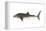 Whale Shark (Rhincodon Typus), Fishes-Encyclopaedia Britannica-Framed Stretched Canvas