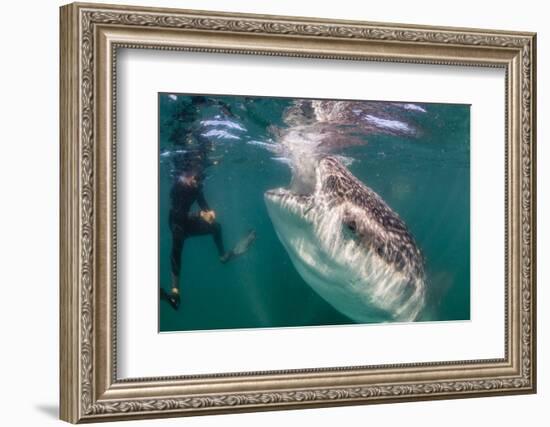 Whale Shark (Rhincodon Typus) Underwater with Snorkelers Off El Mogote, Near La Paz-Michael Nolan-Framed Photographic Print