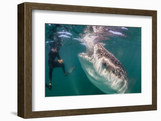 Whale Shark (Rhincodon Typus) Underwater with Snorkelers Off El Mogote, Near La Paz-Michael Nolan-Framed Photographic Print