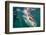 Whale Shark (Rhincodon Typus) Underwater with Snorkelers Off El Mogote, Near La Paz-Michael Nolan-Framed Photographic Print