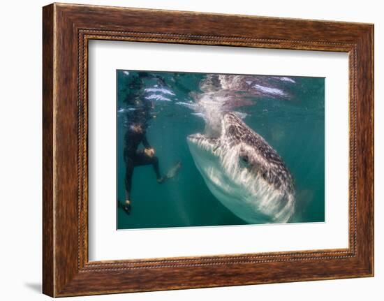 Whale Shark (Rhincodon Typus) Underwater with Snorkelers Off El Mogote, Near La Paz-Michael Nolan-Framed Photographic Print