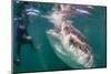 Whale Shark (Rhincodon Typus) Underwater with Snorkelers Off El Mogote, Near La Paz-Michael Nolan-Mounted Photographic Print