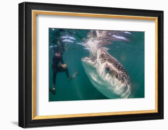 Whale Shark (Rhincodon Typus) Underwater with Snorkelers Off El Mogote, Near La Paz-Michael Nolan-Framed Photographic Print