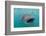 Whale Shark (Rhincodon Typus) Underwater with Snorkelers Off El Mogote, Near La Paz-Michael Nolan-Framed Photographic Print