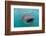 Whale Shark (Rhincodon Typus) Underwater with Snorkelers Off El Mogote, Near La Paz-Michael Nolan-Framed Photographic Print