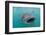 Whale Shark (Rhincodon Typus) Underwater with Snorkelers Off El Mogote, Near La Paz-Michael Nolan-Framed Photographic Print