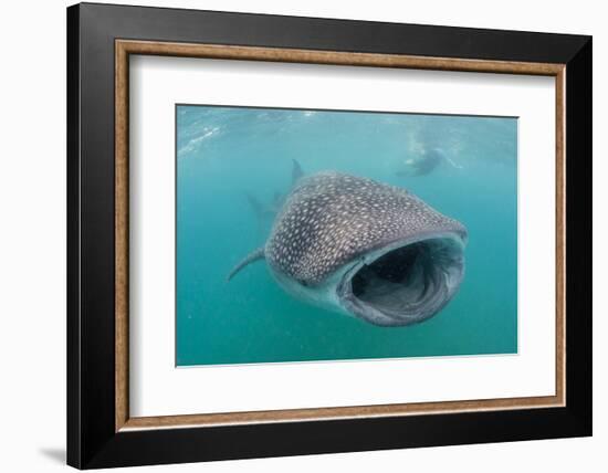 Whale Shark (Rhincodon Typus) Underwater with Snorkelers Off El Mogote, Near La Paz-Michael Nolan-Framed Photographic Print