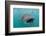 Whale Shark (Rhincodon Typus) Underwater with Snorkelers Off El Mogote, Near La Paz-Michael Nolan-Framed Photographic Print