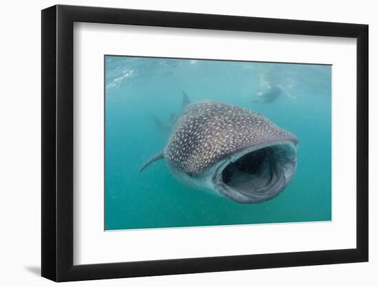 Whale Shark (Rhincodon Typus) Underwater with Snorkelers Off El Mogote, Near La Paz-Michael Nolan-Framed Photographic Print