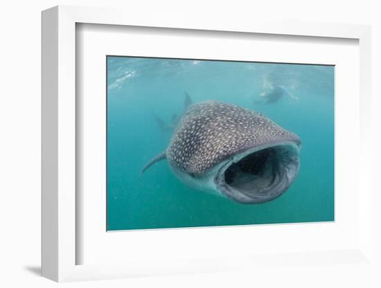 Whale Shark (Rhincodon Typus) Underwater with Snorkelers Off El Mogote, Near La Paz-Michael Nolan-Framed Photographic Print