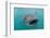 Whale Shark (Rhincodon Typus) Underwater with Snorkelers Off El Mogote, Near La Paz-Michael Nolan-Framed Photographic Print