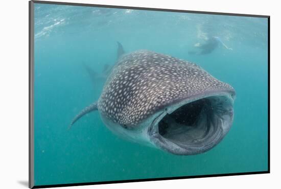 Whale Shark (Rhincodon Typus) Underwater with Snorkelers Off El Mogote, Near La Paz-Michael Nolan-Mounted Photographic Print