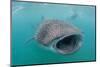 Whale Shark (Rhincodon Typus) Underwater with Snorkelers Off El Mogote, Near La Paz-Michael Nolan-Mounted Photographic Print