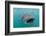 Whale Shark (Rhincodon Typus) Underwater with Snorkelers Off El Mogote, Near La Paz-Michael Nolan-Framed Photographic Print