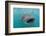 Whale Shark (Rhincodon Typus) Underwater with Snorkelers Off El Mogote, Near La Paz-Michael Nolan-Framed Photographic Print