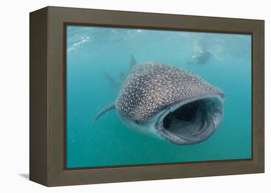 Whale Shark (Rhincodon Typus) Underwater with Snorkelers Off El Mogote, Near La Paz-Michael Nolan-Framed Premier Image Canvas