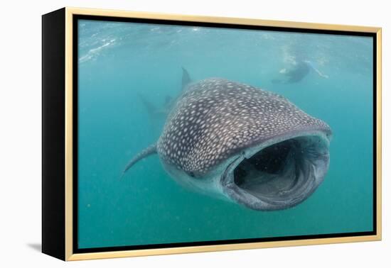 Whale Shark (Rhincodon Typus) Underwater with Snorkelers Off El Mogote, Near La Paz-Michael Nolan-Framed Premier Image Canvas