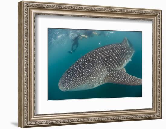 Whale Shark (Rhincodon Typus), Underwater with Snorkelers Off El Mogote, Near La Paz-Michael Nolan-Framed Photographic Print