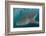 Whale Shark (Rhincodon Typus), Underwater with Snorkelers Off El Mogote, Near La Paz-Michael Nolan-Framed Photographic Print