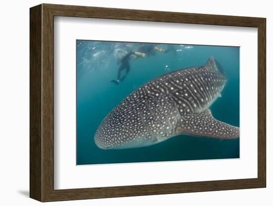 Whale Shark (Rhincodon Typus), Underwater with Snorkelers Off El Mogote, Near La Paz-Michael Nolan-Framed Photographic Print