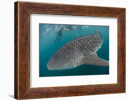 Whale Shark (Rhincodon Typus), Underwater with Snorkelers Off El Mogote, Near La Paz-Michael Nolan-Framed Photographic Print