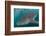 Whale Shark (Rhincodon Typus), Underwater with Snorkelers Off El Mogote, Near La Paz-Michael Nolan-Framed Photographic Print