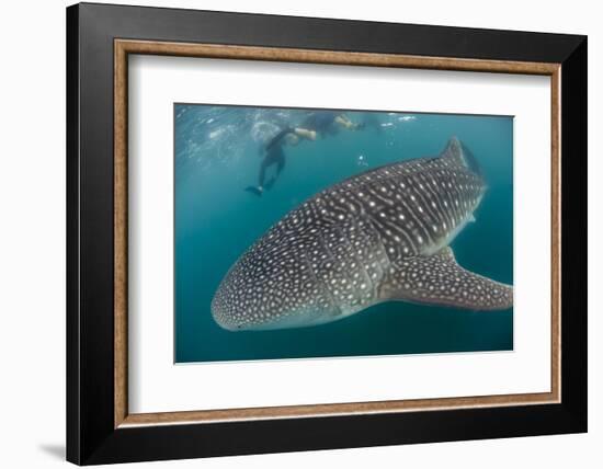 Whale Shark (Rhincodon Typus), Underwater with Snorkelers Off El Mogote, Near La Paz-Michael Nolan-Framed Photographic Print