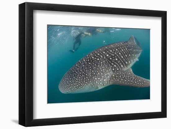 Whale Shark (Rhincodon Typus), Underwater with Snorkelers Off El Mogote, Near La Paz-Michael Nolan-Framed Photographic Print