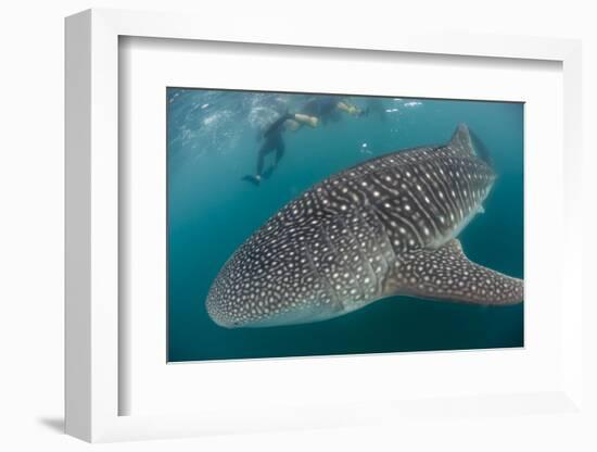 Whale Shark (Rhincodon Typus), Underwater with Snorkelers Off El Mogote, Near La Paz-Michael Nolan-Framed Photographic Print