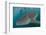 Whale Shark (Rhincodon Typus), Underwater with Snorkelers Off El Mogote, Near La Paz-Michael Nolan-Framed Photographic Print