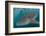 Whale Shark (Rhincodon Typus), Underwater with Snorkelers Off El Mogote, Near La Paz-Michael Nolan-Framed Photographic Print