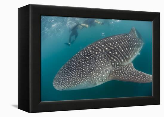 Whale Shark (Rhincodon Typus), Underwater with Snorkelers Off El Mogote, Near La Paz-Michael Nolan-Framed Premier Image Canvas