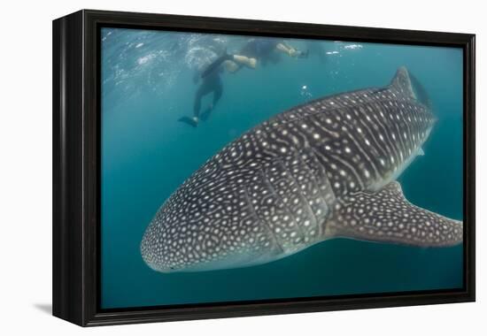 Whale Shark (Rhincodon Typus), Underwater with Snorkelers Off El Mogote, Near La Paz-Michael Nolan-Framed Premier Image Canvas