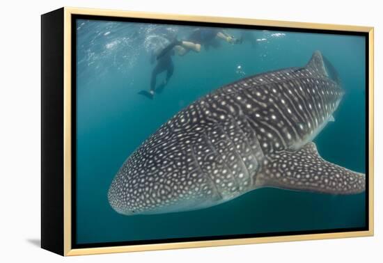 Whale Shark (Rhincodon Typus), Underwater with Snorkelers Off El Mogote, Near La Paz-Michael Nolan-Framed Premier Image Canvas