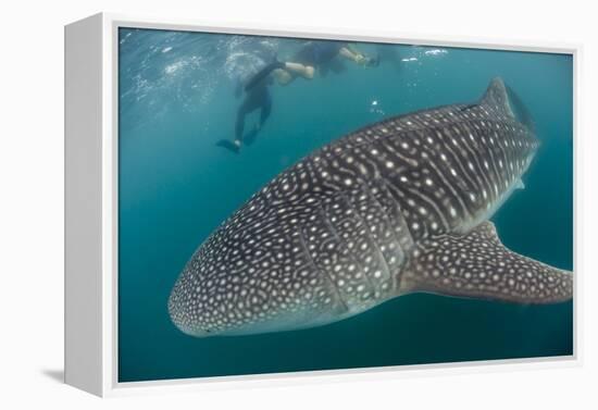 Whale Shark (Rhincodon Typus), Underwater with Snorkelers Off El Mogote, Near La Paz-Michael Nolan-Framed Premier Image Canvas