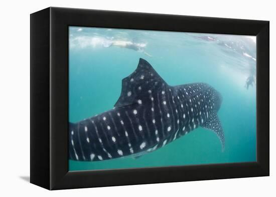 Whale Shark (Rhincodon Typus), Underwater with Snorkelers Off El Mogote, Near La Paz-Michael Nolan-Framed Premier Image Canvas