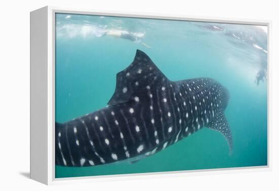 Whale Shark (Rhincodon Typus), Underwater with Snorkelers Off El Mogote, Near La Paz-Michael Nolan-Framed Premier Image Canvas