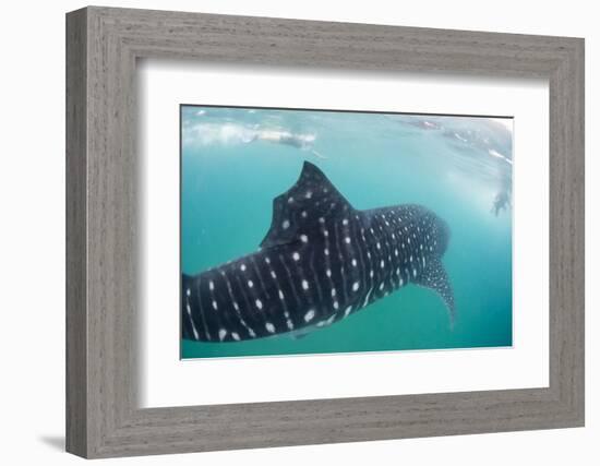 Whale Shark (Rhincodon Typus), Underwater with Snorkelers Off El Mogote, Near La Paz-Michael Nolan-Framed Photographic Print