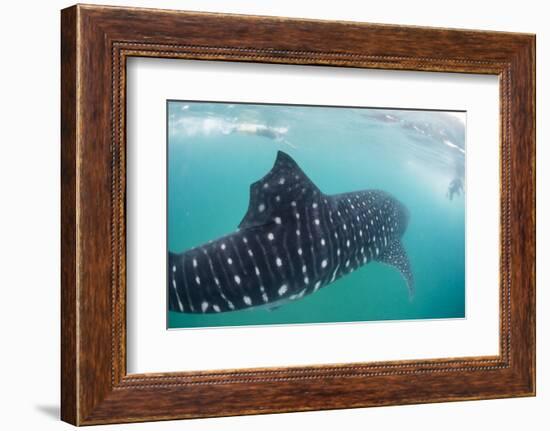 Whale Shark (Rhincodon Typus), Underwater with Snorkelers Off El Mogote, Near La Paz-Michael Nolan-Framed Photographic Print